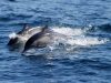 Über das Schwimmen mit Delfinen